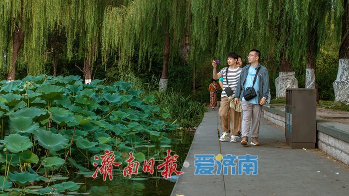 大明湖秋日荷塘：藏著泉城的專屬詩意