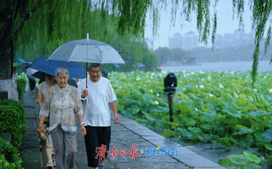 濟南：雨落泉城 大明湖荷花別樣嬌
