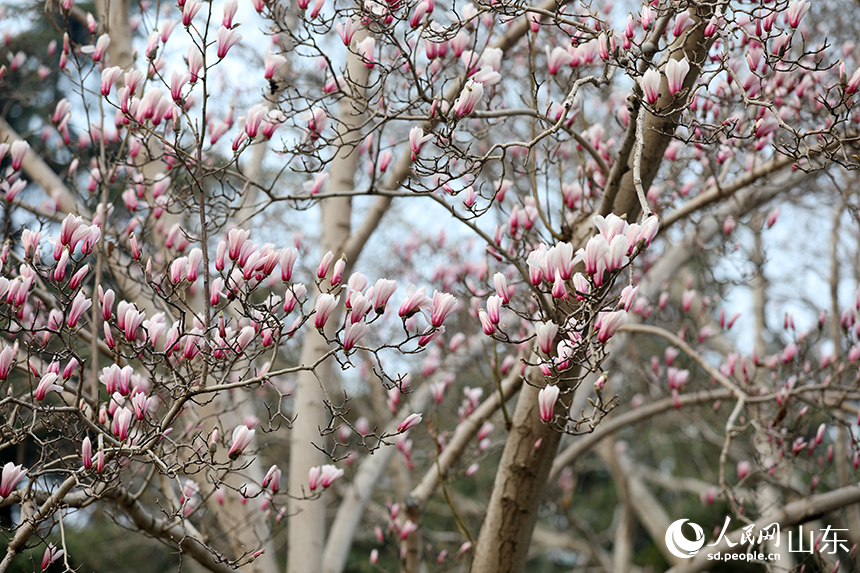 濟南趵突泉玉蘭盛開醉遊人_fororder_【趵突泉】3