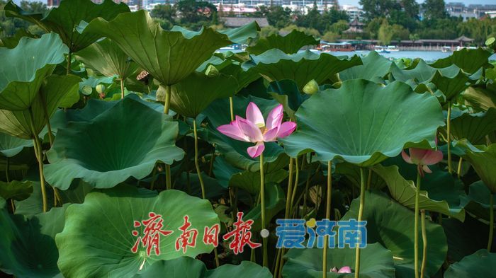 大明湖秋日荷塘：藏著泉城的專屬詩意