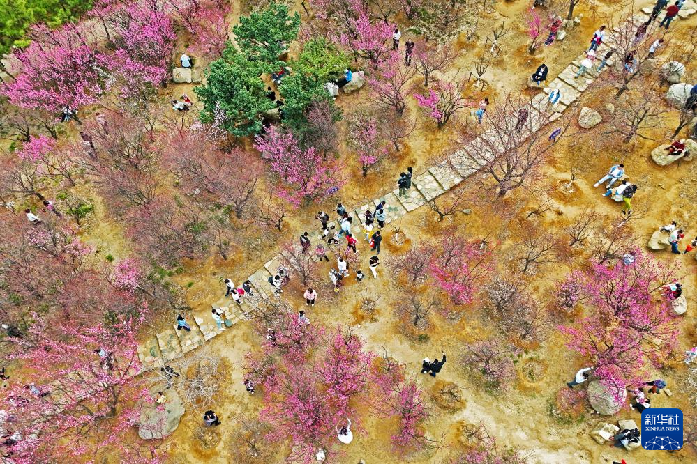 【花開齊魯】山東春暖賞花正當時_fororder_27-38