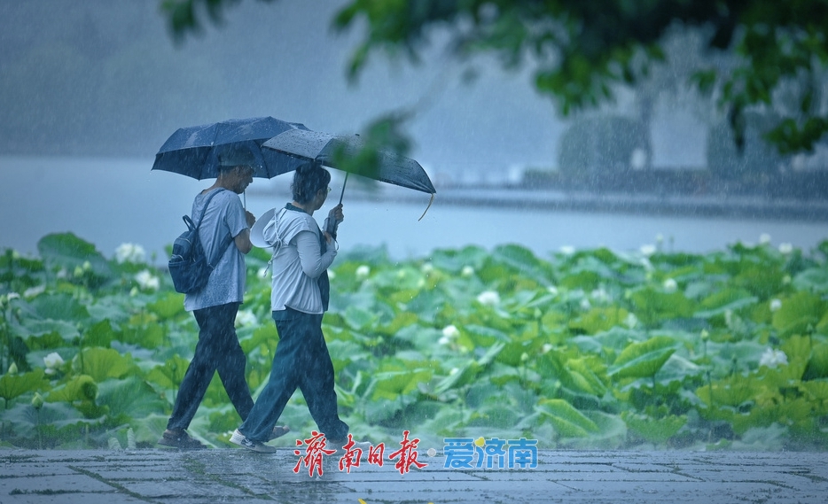 濟南：雨落泉城 大明湖荷花別樣嬌