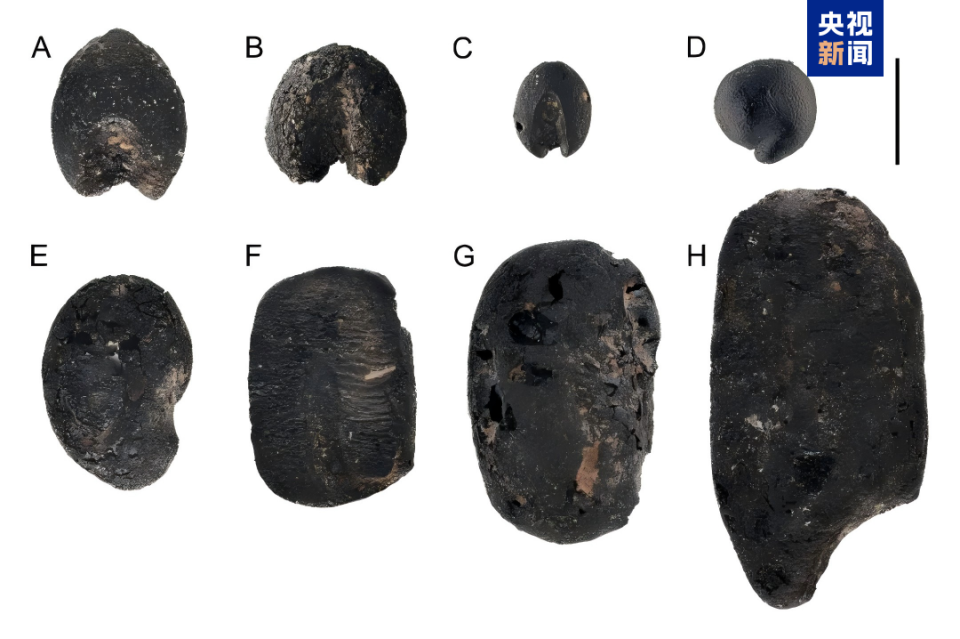 山東發現9000年前炭化小豆遺存 為“小豆多地起源”提供考古數據