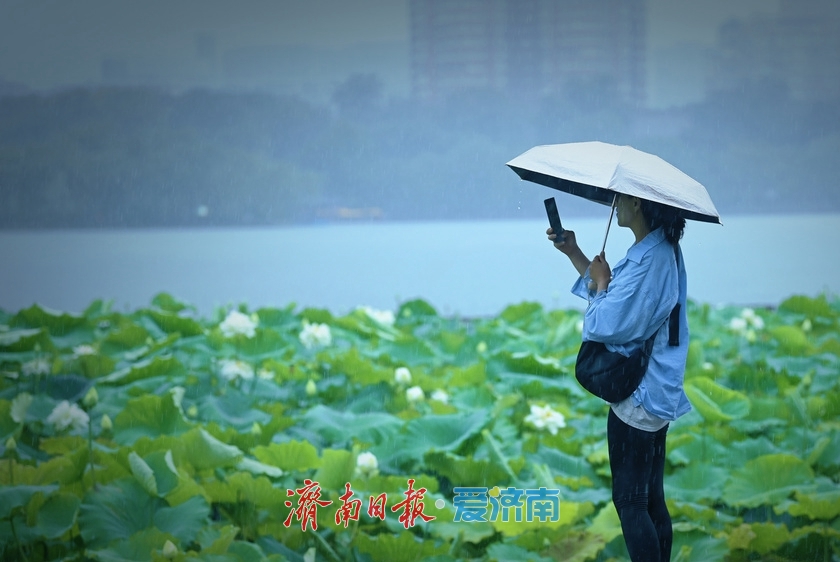 濟南：雨落泉城 大明湖荷花別樣嬌