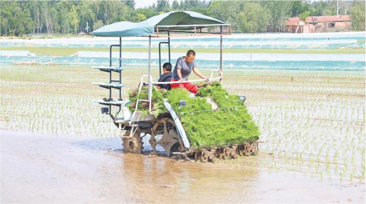 山東濱州：昔日鹽鹼地如今種稻忙