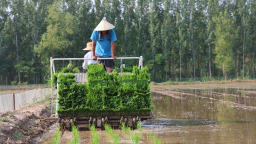 山東鄒平：從“白花花”到“綠油油” 鹽鹼荒灘變良田