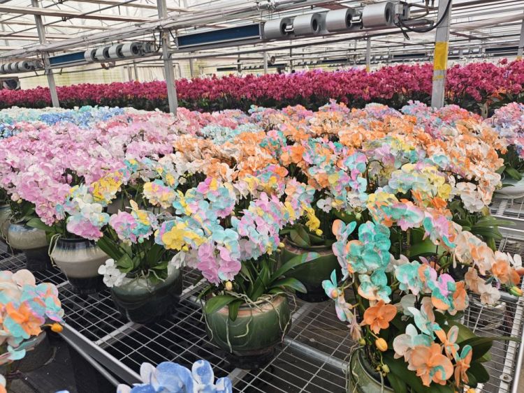 山東青州:“花樣經濟”激活春節消費新活力