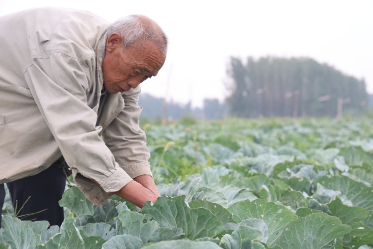 山東鄒平：從“白花花”到“綠油油” 鹽鹼荒灘變良田_fororder_CCC