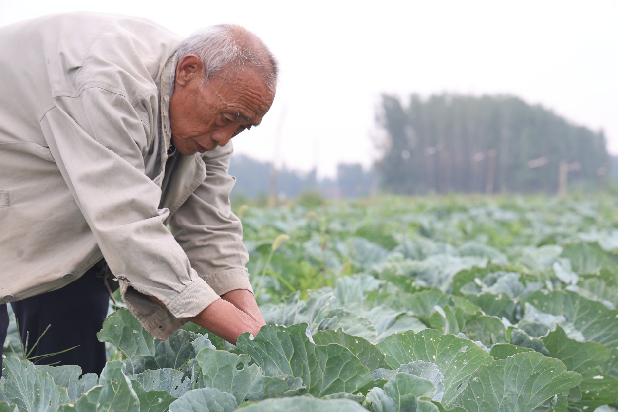 山東鄒平：從“白花花”到“綠油油” 鹽鹼荒灘變良田_fororder_CCC