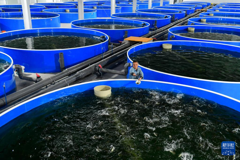 山東鄆城:以産業興旺助推鄉村振興