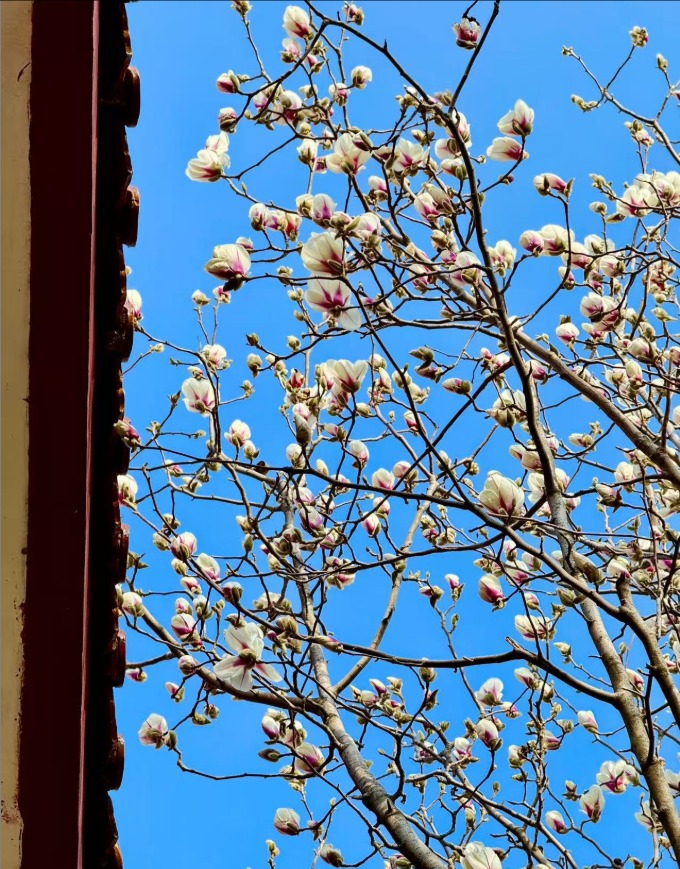 春風拂岱廟 紅墻映花影_fororder_【泰安】6