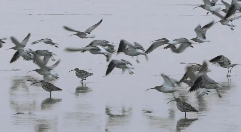 威海南海新區:冬日海灣迎“貴客”