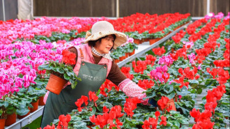 山東即墨：“花卉經濟”助力鄉村振興