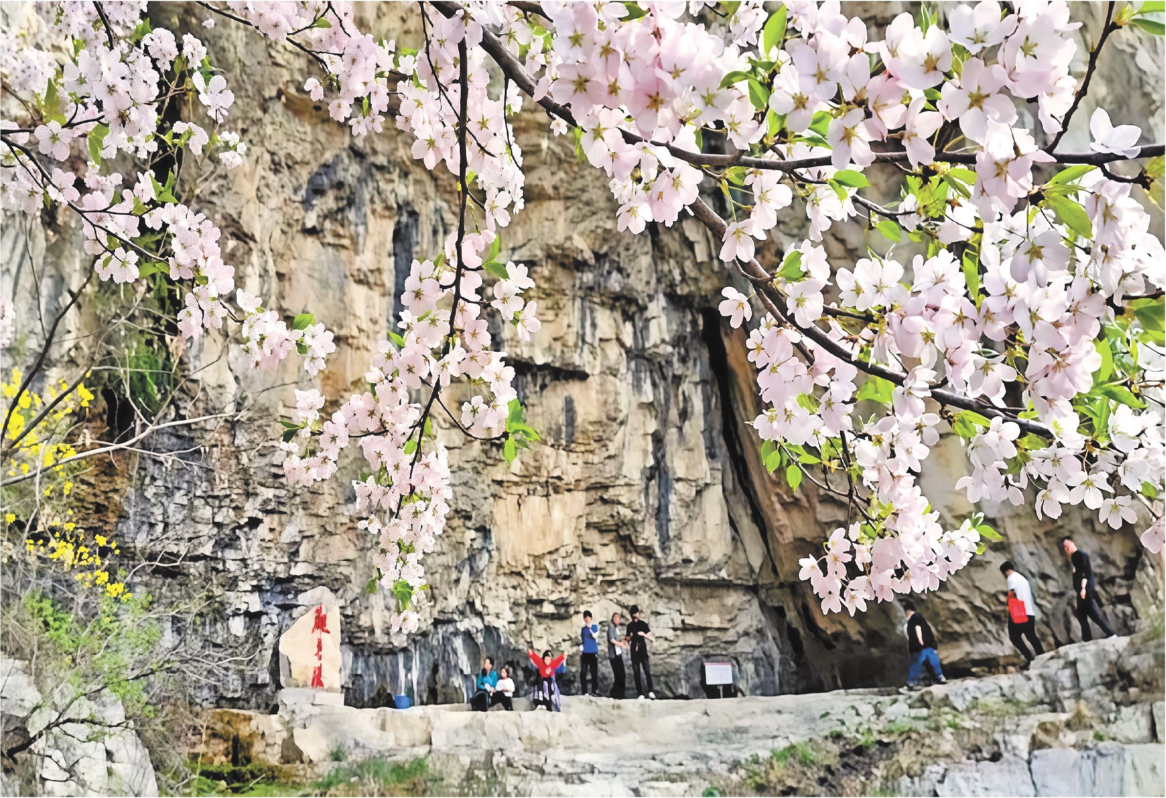 【花開齊魯】淄博：櫻花齊綻共赴浪漫之約_fororder_櫻花 淄博