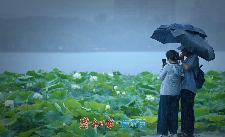 濟南：雨落泉城 大明湖荷花別樣嬌