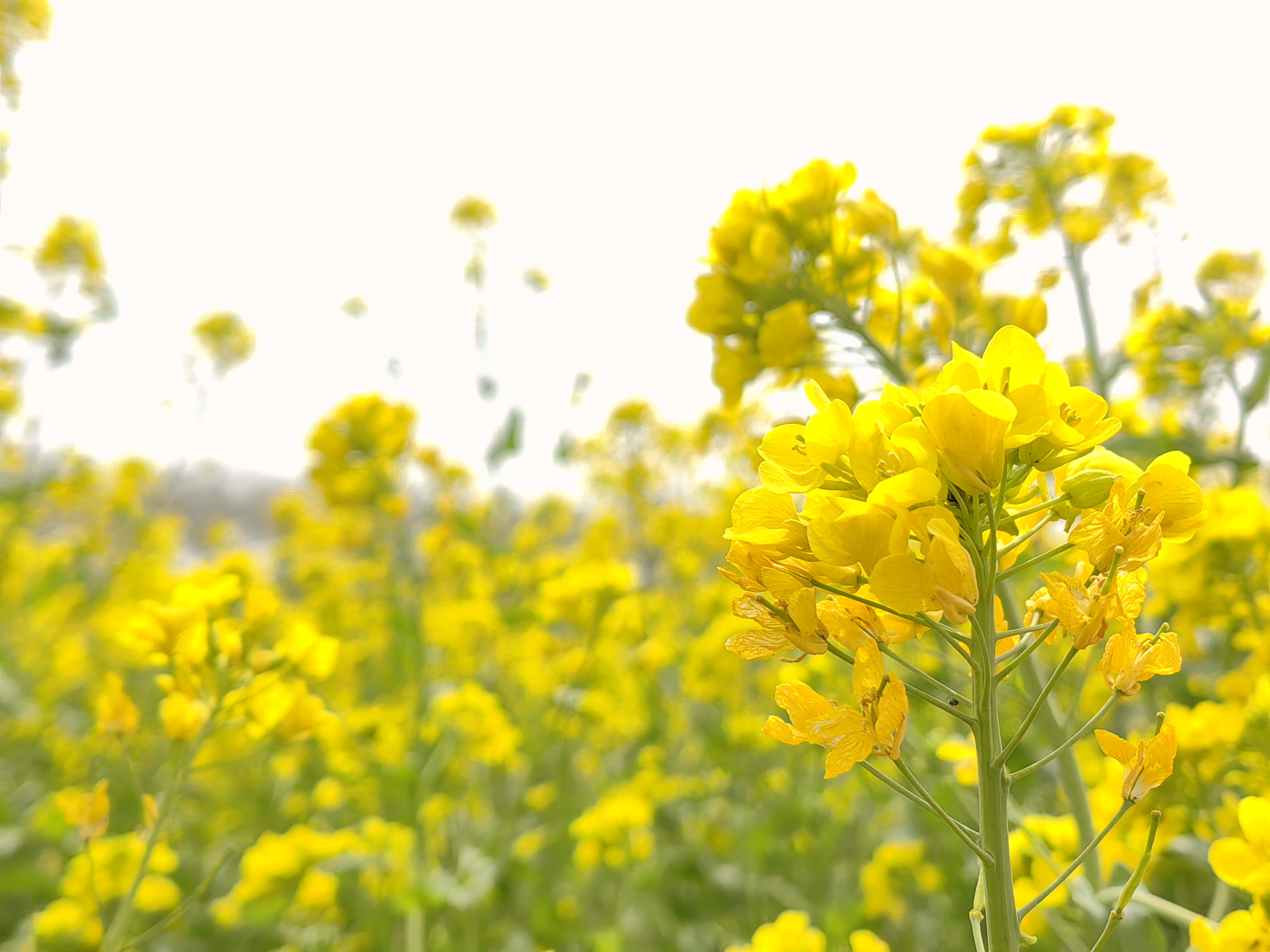【花開齊魯】濟寧市兗州區千畝油菜花迎來盛放時節_fororder_6c57c721d516520f80a90921e79d0c8