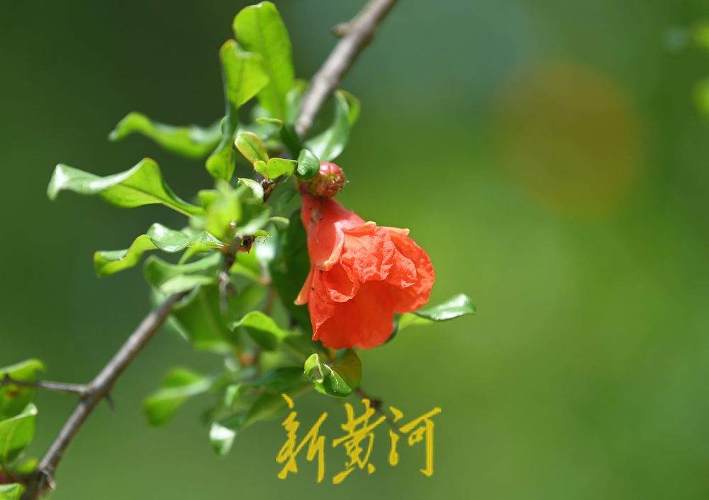 濟南：泉城公園石榴花開 紅艷嬌俏