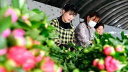 山東菏澤：“鮮花經濟”助力鄉村振興