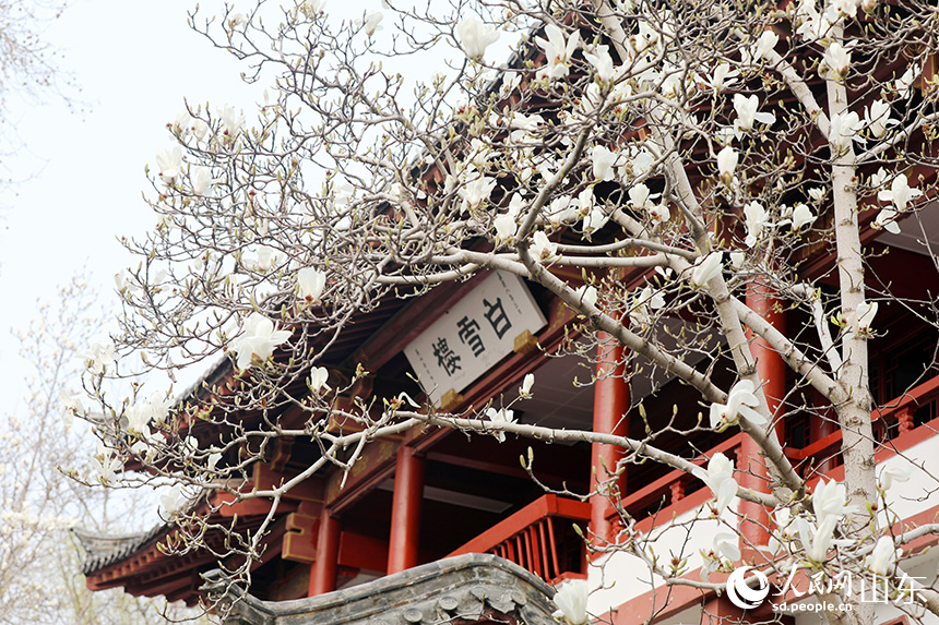 濟南趵突泉玉蘭盛開醉遊人_fororder_【趵突泉】1