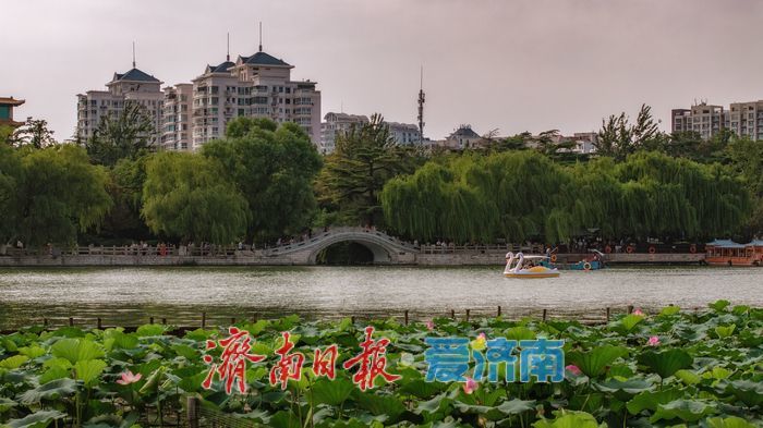 大明湖秋日荷塘：藏著泉城的專屬詩意