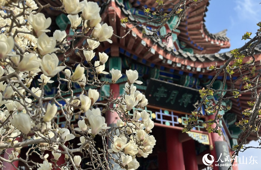 春染明湖 繁花入畫_fororder_002