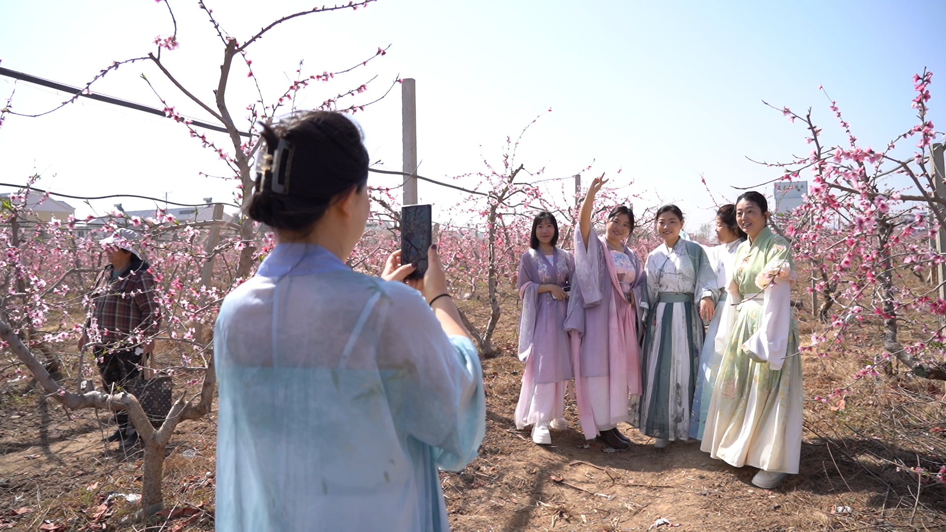 莘縣觀城鎮：打造桃花文旅品牌 助力農文旅深度融合_fororder_1
