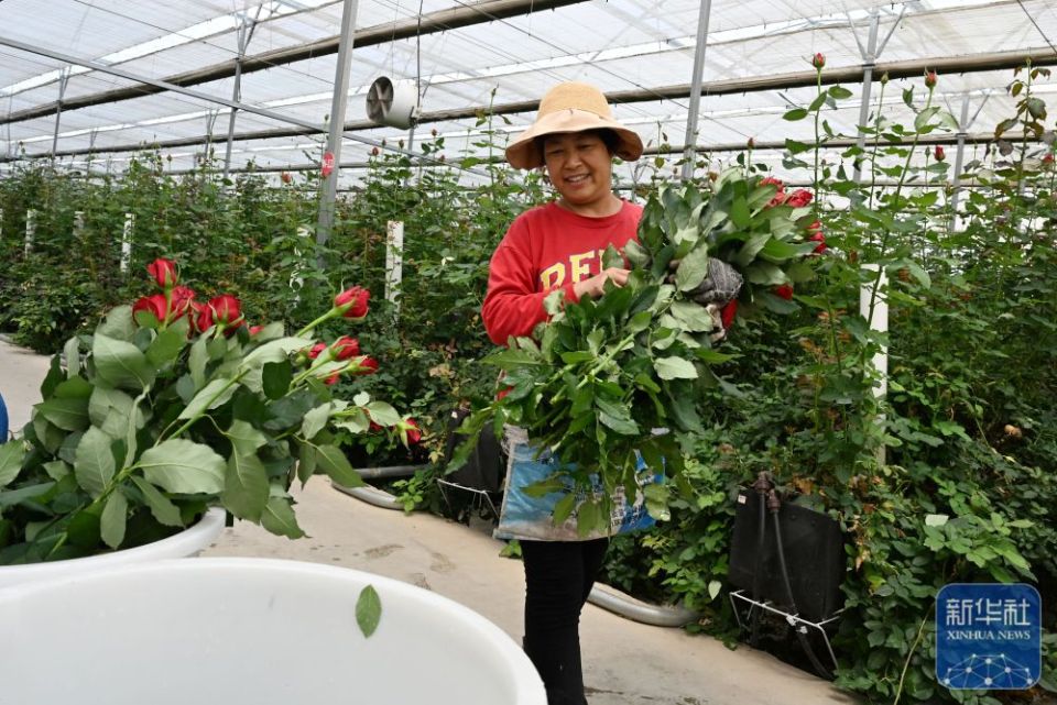 山東莒縣：發展鮮切花産業 點亮“美麗經濟”