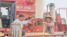 從田間到車間的豐收“接力”——山東夏季農業生産見聞