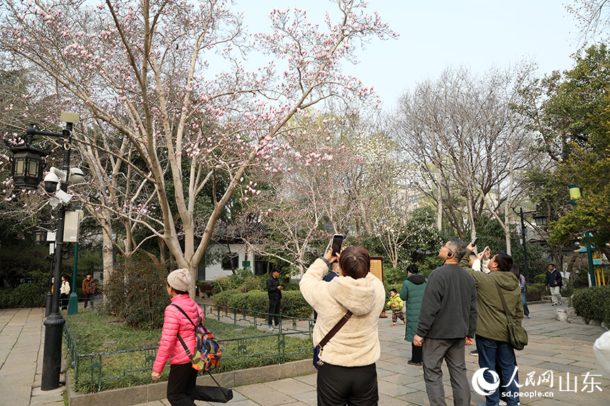 濟南趵突泉玉蘭盛開醉遊人_fororder_【趵突泉】7