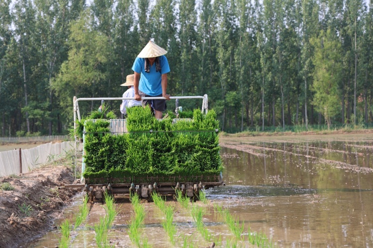 山東鄒平：從“白花花”到“綠油油” 鹽鹼荒灘變良田_fororder_AAA