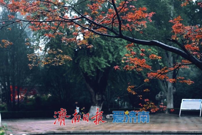 細雨如絲,濟南百花公園秋意朦朧