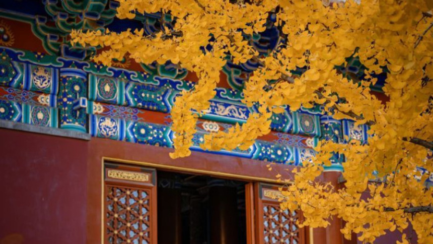 銀杏金黃映紅墻，濟南府學文廟盡顯秋韻