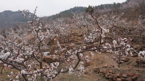 第二十三屆杏花季在濟南長清啟動