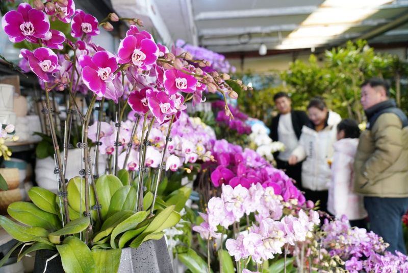 山東沂南：鮮花俏銷迎新年_fororder_【沂南】1