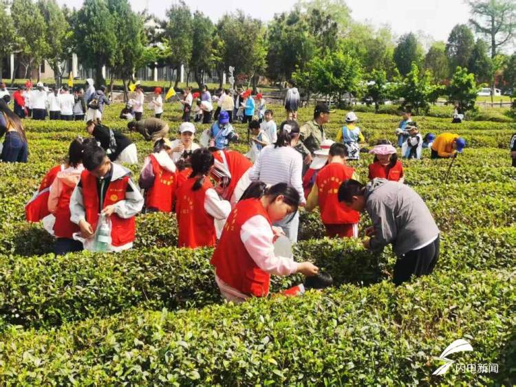 在日照，品一杯聽海長大的茶｜青春思政課