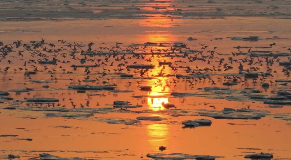 威海南海新區:冬日海灣迎“貴客”