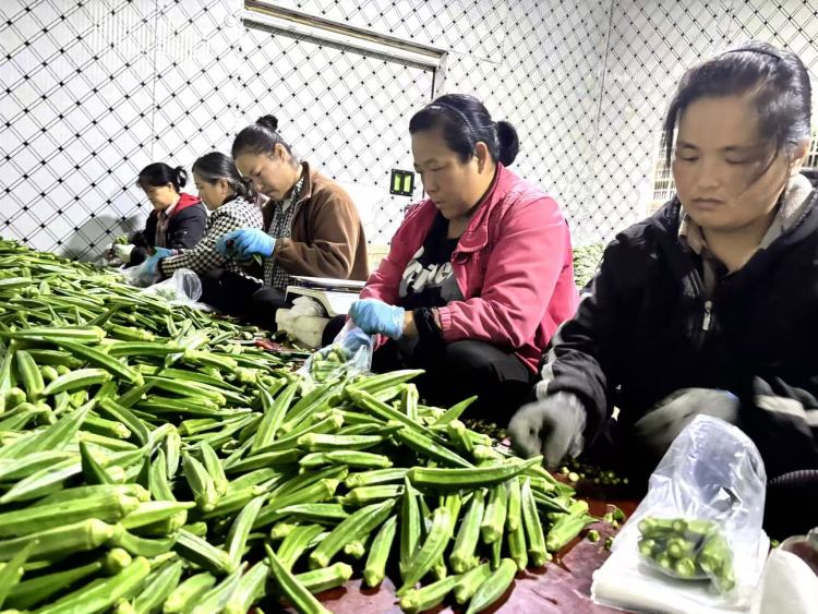 濟寧魚臺：小秋葵敲開村民“致富門”_fororder_工人們將剛採摘的秋葵分揀成裝 趙詩影攝