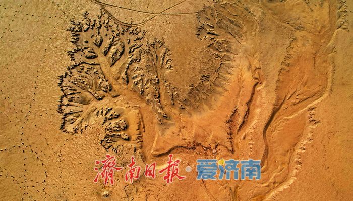 黃河濟南段現壯美“潮汐樹”自然奇觀