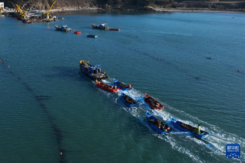 山東榮成：18萬畝海帶進入間割收穫期_fororder_【山東榮成】1