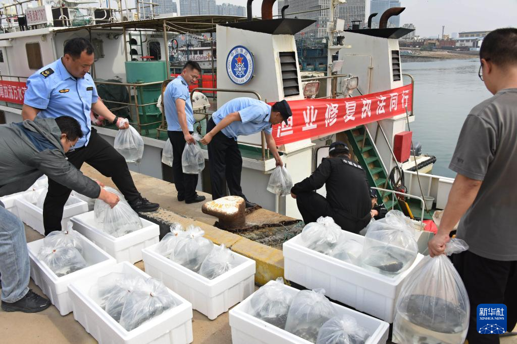 山東青島：增殖放流 修復生態