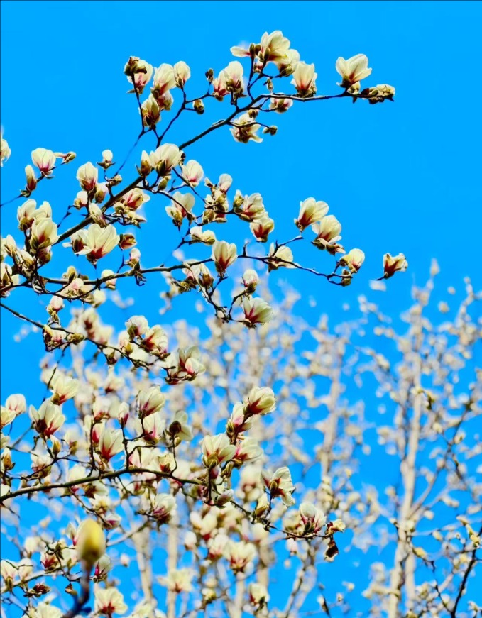 春風拂岱廟 紅墻映花影_fororder_【泰安】5