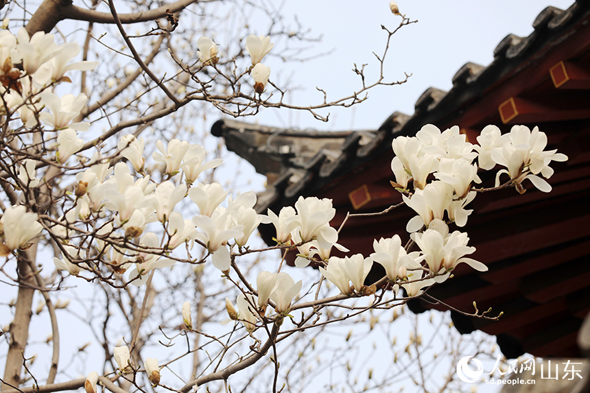 濟南趵突泉玉蘭盛開醉遊人_fororder_【趵突泉】5