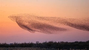 我是一隻花臉鴨