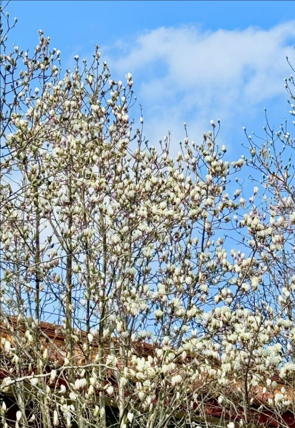 春風拂岱廟 紅墻映花影_fororder_【泰安】7