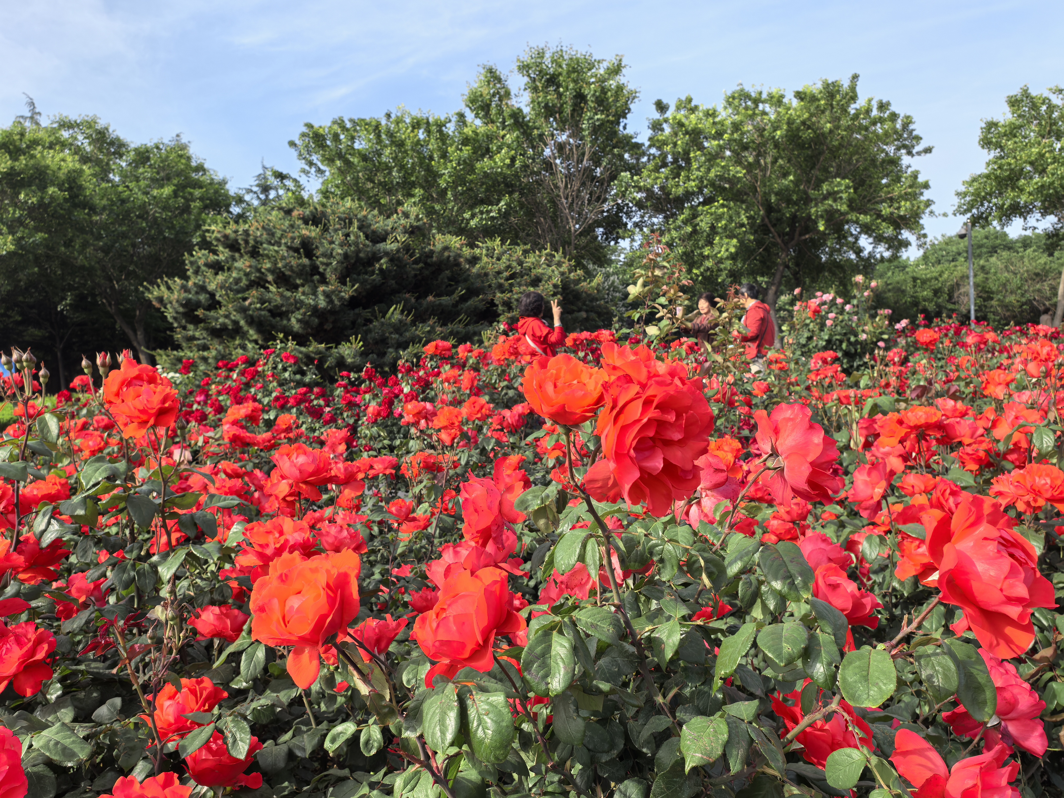 【花開齊魯】山東萊州：月季競芬芳 香引萬客來_fororder_微信圖片_20250515162900