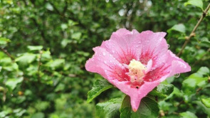 細雨如絲，濟南百花公園秋意朦朧