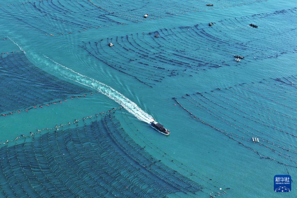 四中全會精神在基層｜山東：耕海牧漁充盈“藍色糧倉”