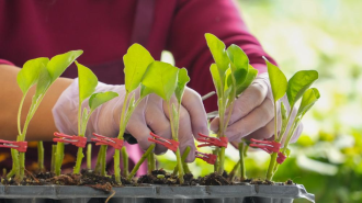 山東莘縣：冬季大棚蔬菜種苗嫁接忙