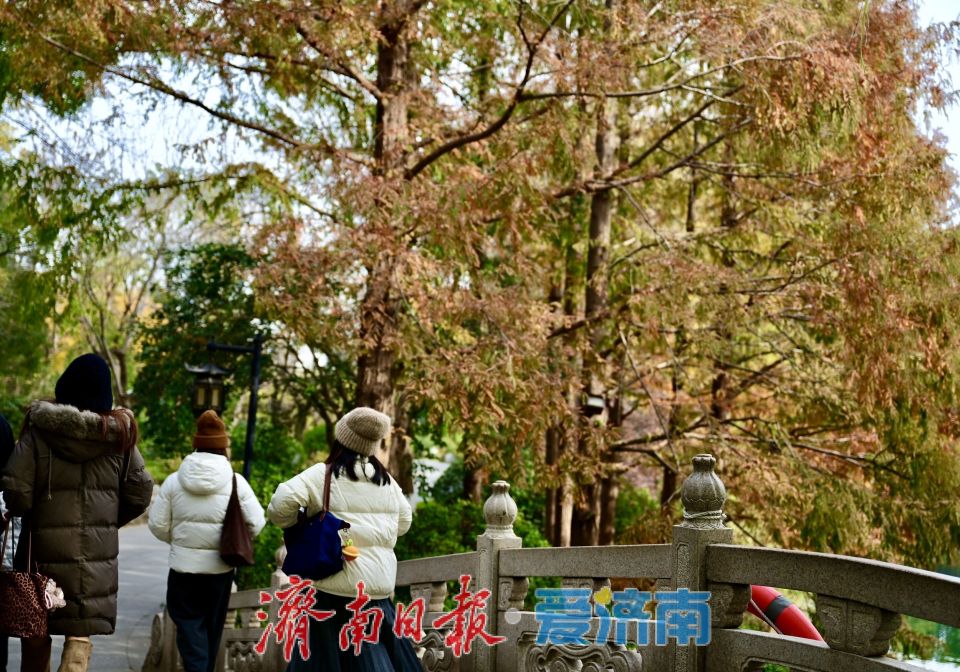 寒潮難擋遊興 大明湖初冬別具風情