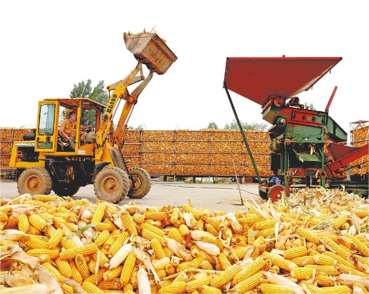 無人機騰空“搶金”山東科技秋收加速_fororder_03_03_0953